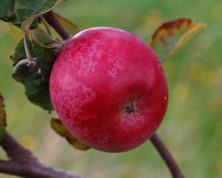 Rogers Mcintosh æble